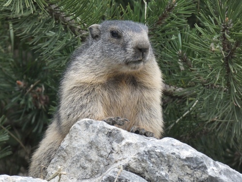 Alpine Marmot