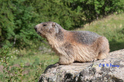 Alpine Marmot