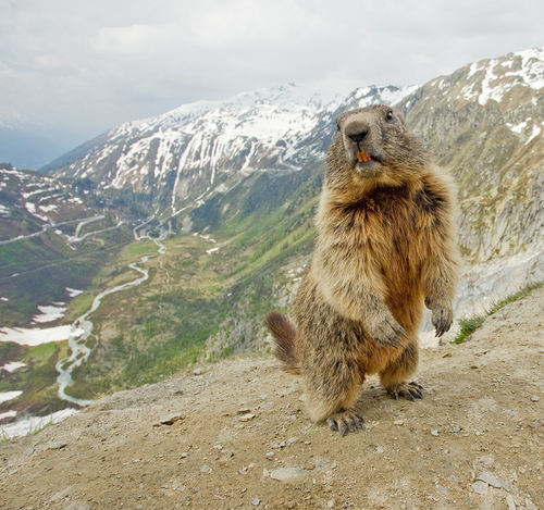 Alpine Marmot