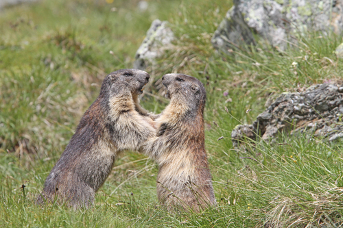 Alpine Marmot