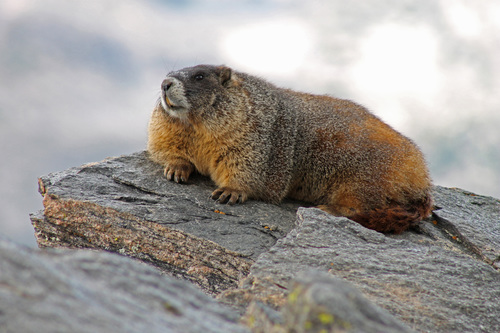 Yellow-bellied Marmot