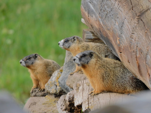 Yellow-bellied Marmot