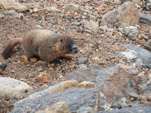 Yellow-bellied Marmot