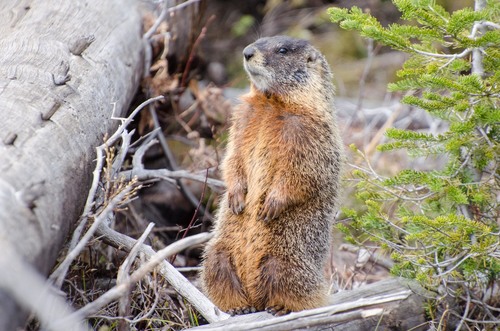 Yellow-bellied Marmot