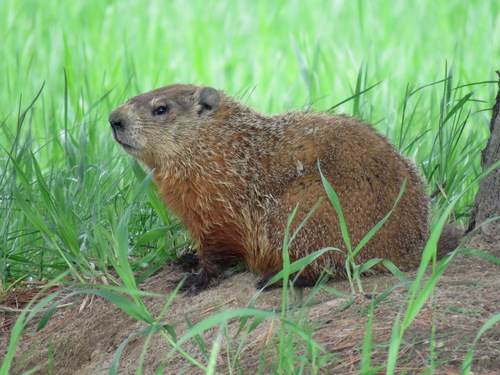 Groundhog