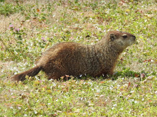 Groundhog