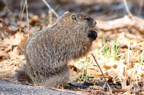 Groundhog