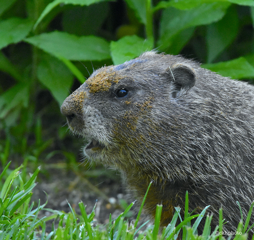 Groundhog
