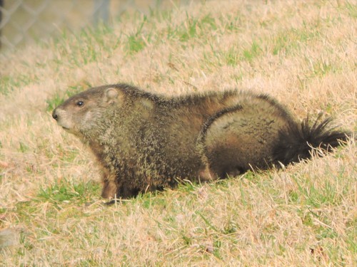 Groundhog