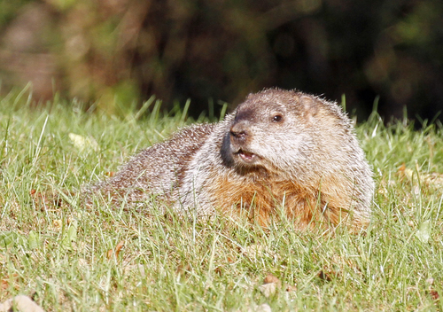 Groundhog