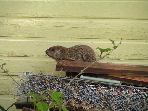 Groundhog
