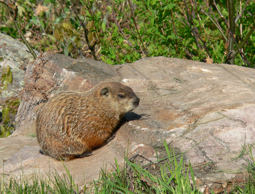 Groundhog