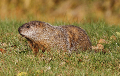 Groundhog