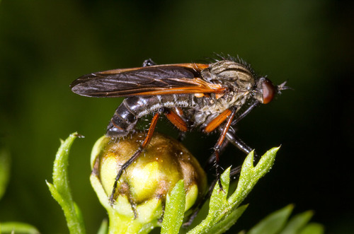 Empis tessellata