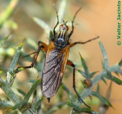 Empis tessellata