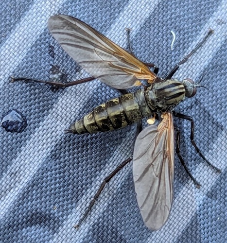 Empis tessellata