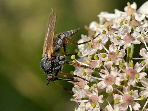 Empis tessellata