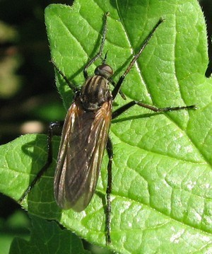 Empis tessellata