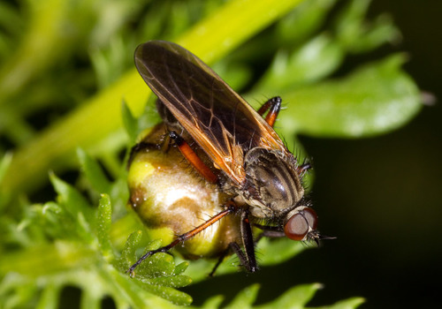 Empis tessellata