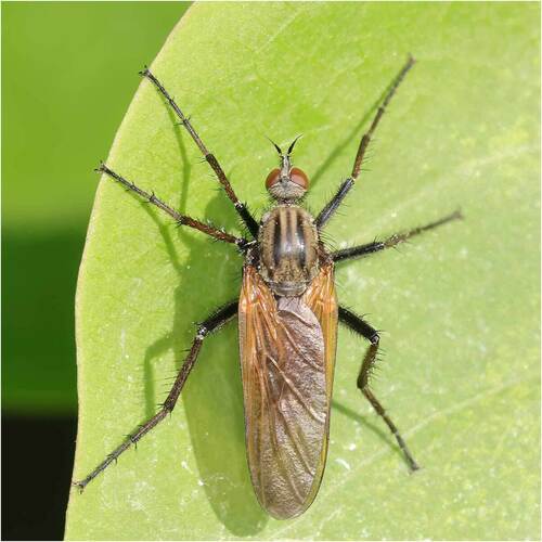 Empis tessellata