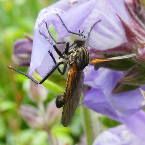 Empis tessellata