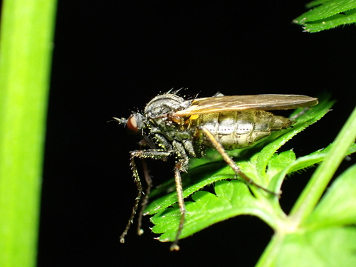Empis tessellata