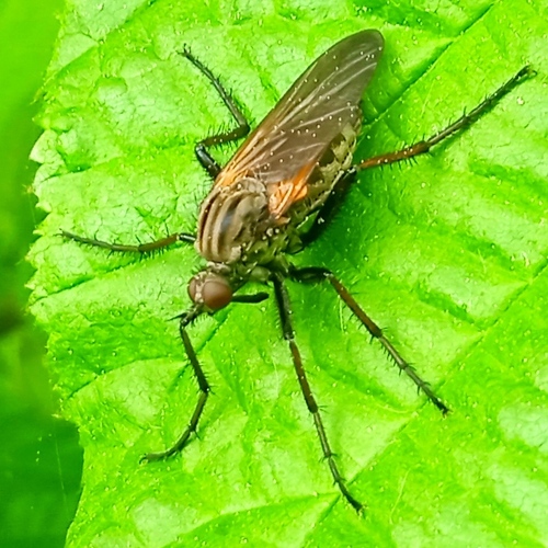 Empis tessellata