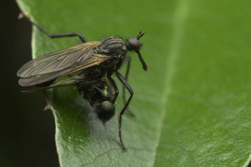 Empis tessellata