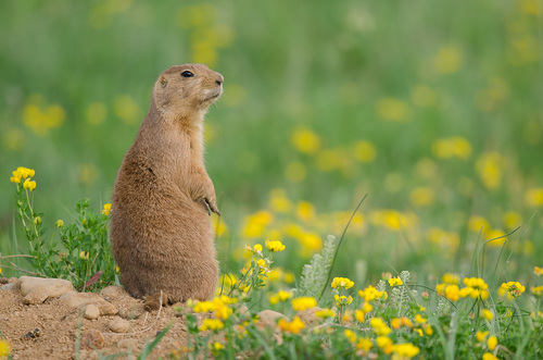 Black-tailed Prairie Dog