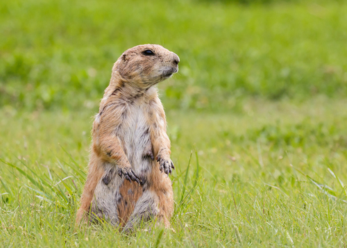 Black-tailed Prairie Dog
