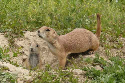 Black-tailed Prairie Dog