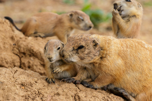 Black-tailed Prairie Dog