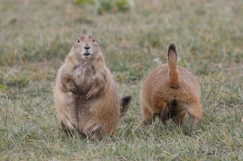 Black-tailed Prairie Dog