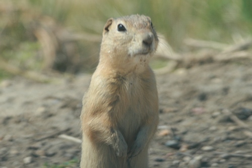 Black-tailed Prairie Dog