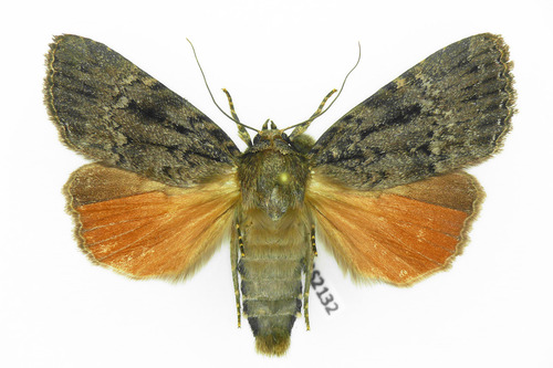 Eurasian Copper Underwing