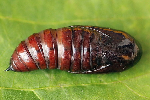 Eurasian Copper Underwing