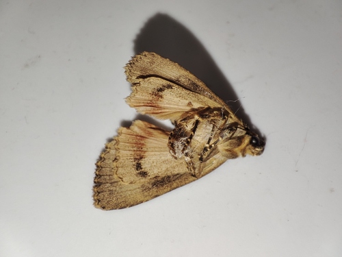 Eurasian Copper Underwing