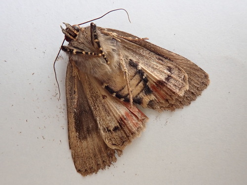 Eurasian Copper Underwing
