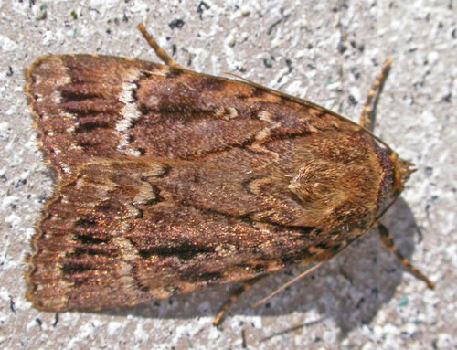 Eurasian Copper Underwing