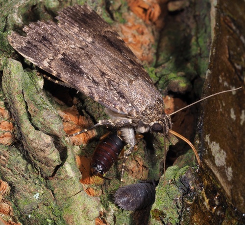 Eurasian Copper Underwing