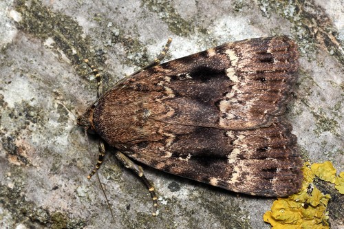 Eurasian Copper Underwing