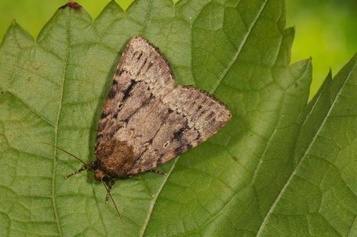 Eurasian Copper Underwing