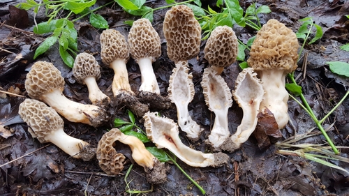American yellow morel