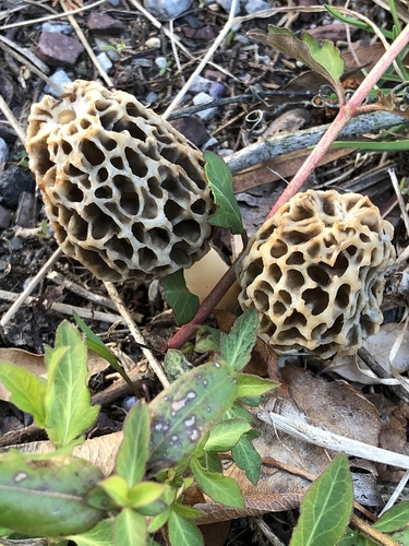 American yellow morel
