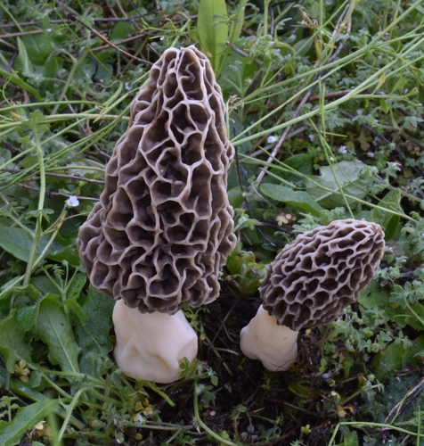 American yellow morel