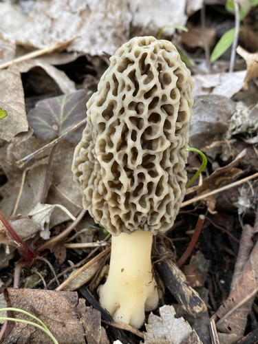 American yellow morel