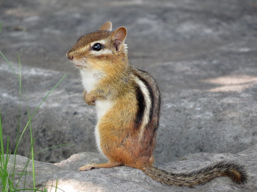 Eastern Chipmunk