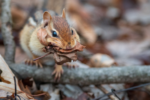 Eastern Chipmunk