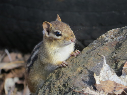 Eastern Chipmunk