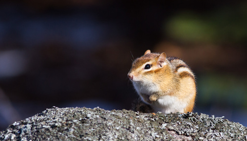 Eastern Chipmunk